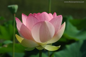lotus_flower_mobot-3